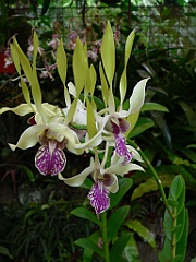 113 Cairns Botanic Gardens